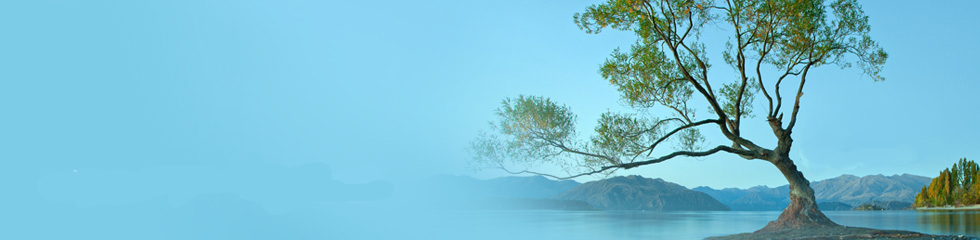 日本のヘナメーカーで初のオーガニックの国際認証を取得しました。 エコサート認証